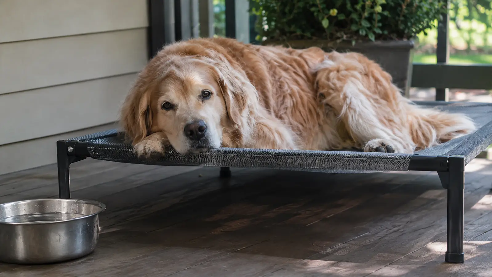 How to Keep Guest Dogs Cool and Off the Floor With an Elevated Bed